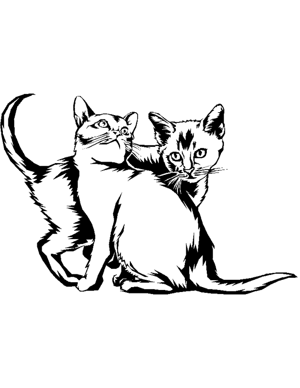 Cats 13